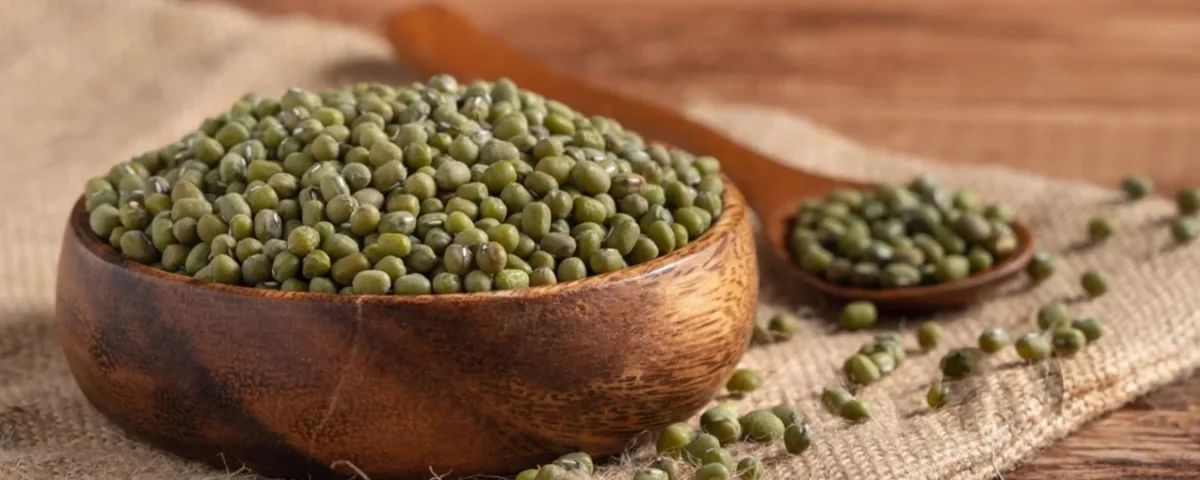 ماش چیست؟ و چطور ماش را عمده بخریم؟ , تندیس صنعت, تندیس صنعت پارس کهن