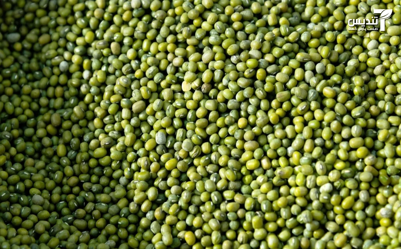 ماش چیست؟ و چطور ماش را عمده بخریم؟ , تندیس صنعت, تندیس صنعت پارس کهن